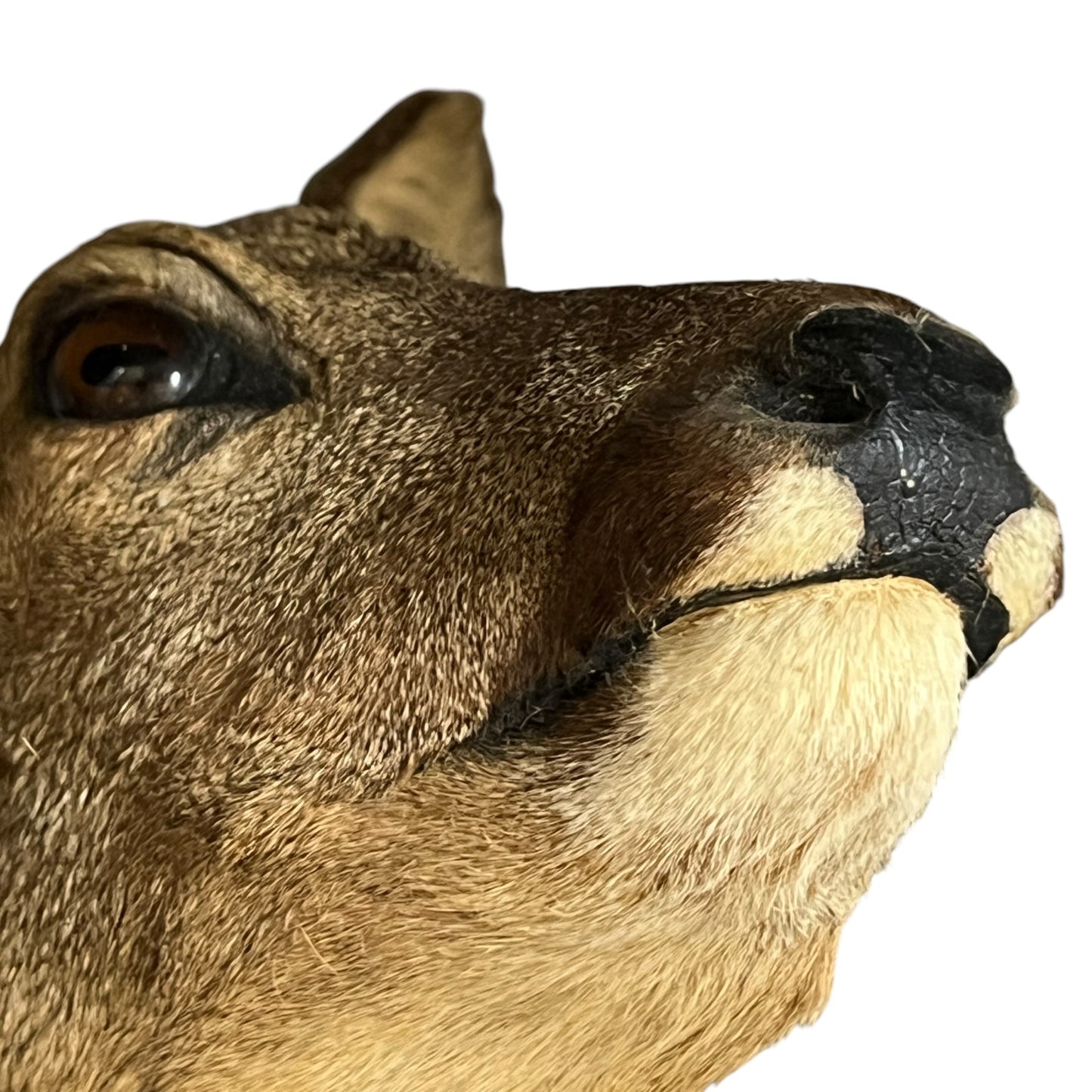 Close-up of a deer's face on a white background