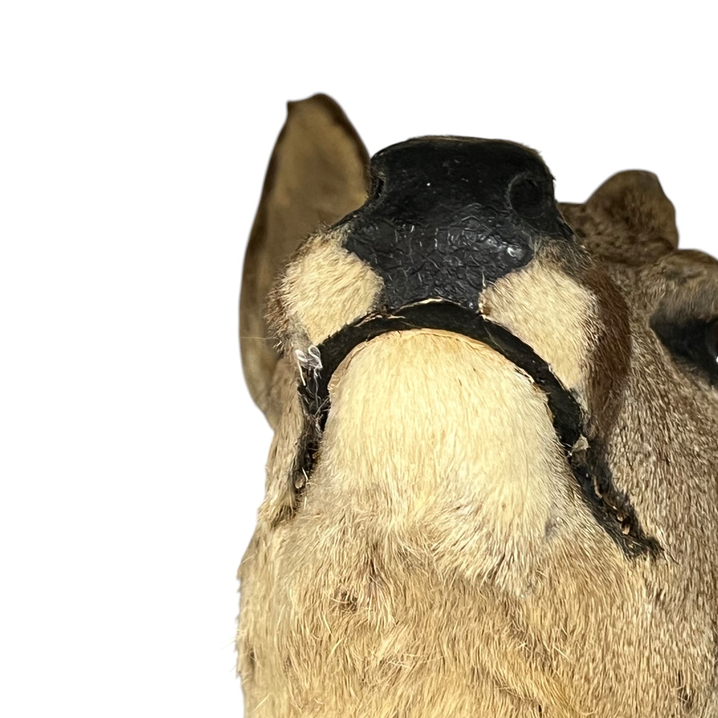 Close-up of a deer head mount with a black strap around its neck on a white background
