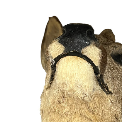 Close-up of a deer head mount with a black strap around its neck on a white background