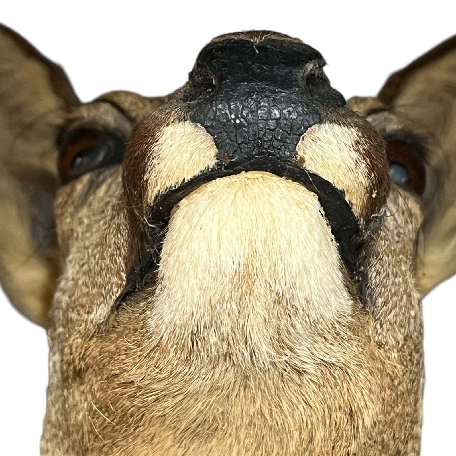 Close-up of a deer's face with a white background