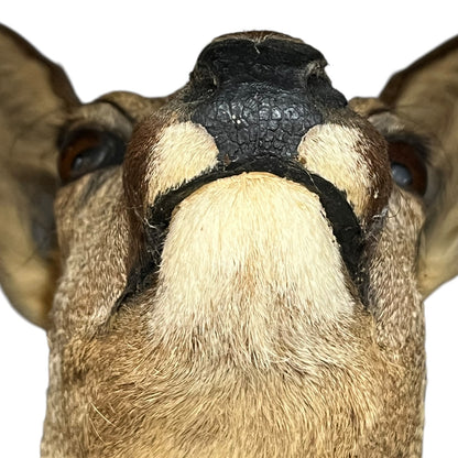 Close-up of a deer's face with a white background