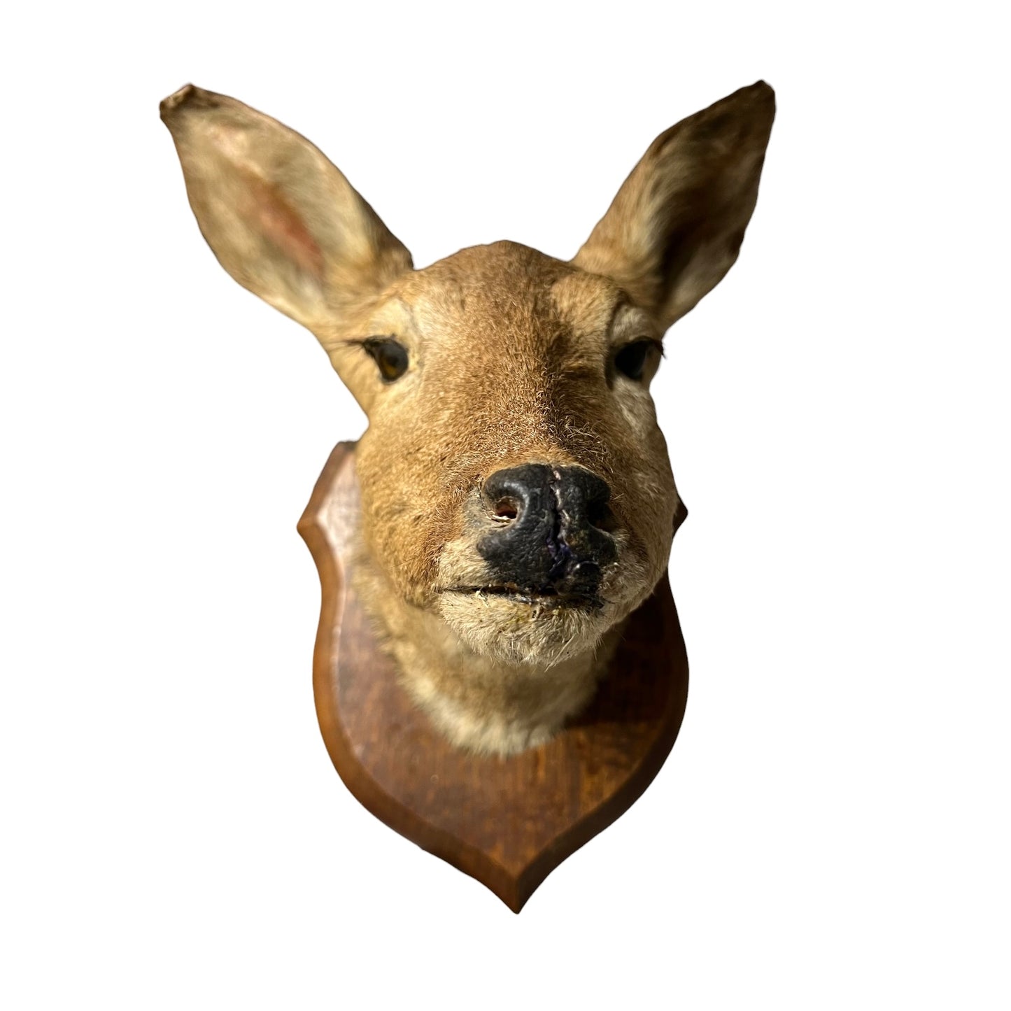 Taxidermy deer head mounted on a wooden plaque with a white background
