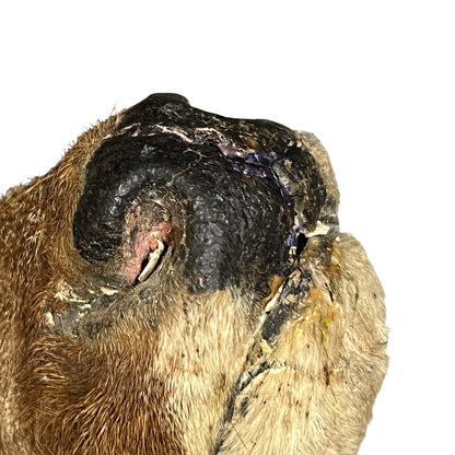 Close-up of a deer nose with visible wounds on a white background