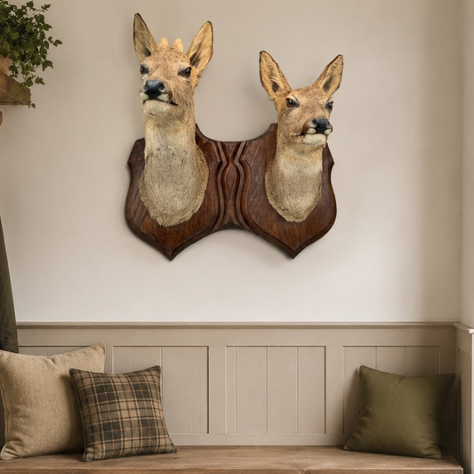 A pair of vintage French taxidermy deer heads mounted together on a double plaque, displayed on the wall of a rustic boot room.