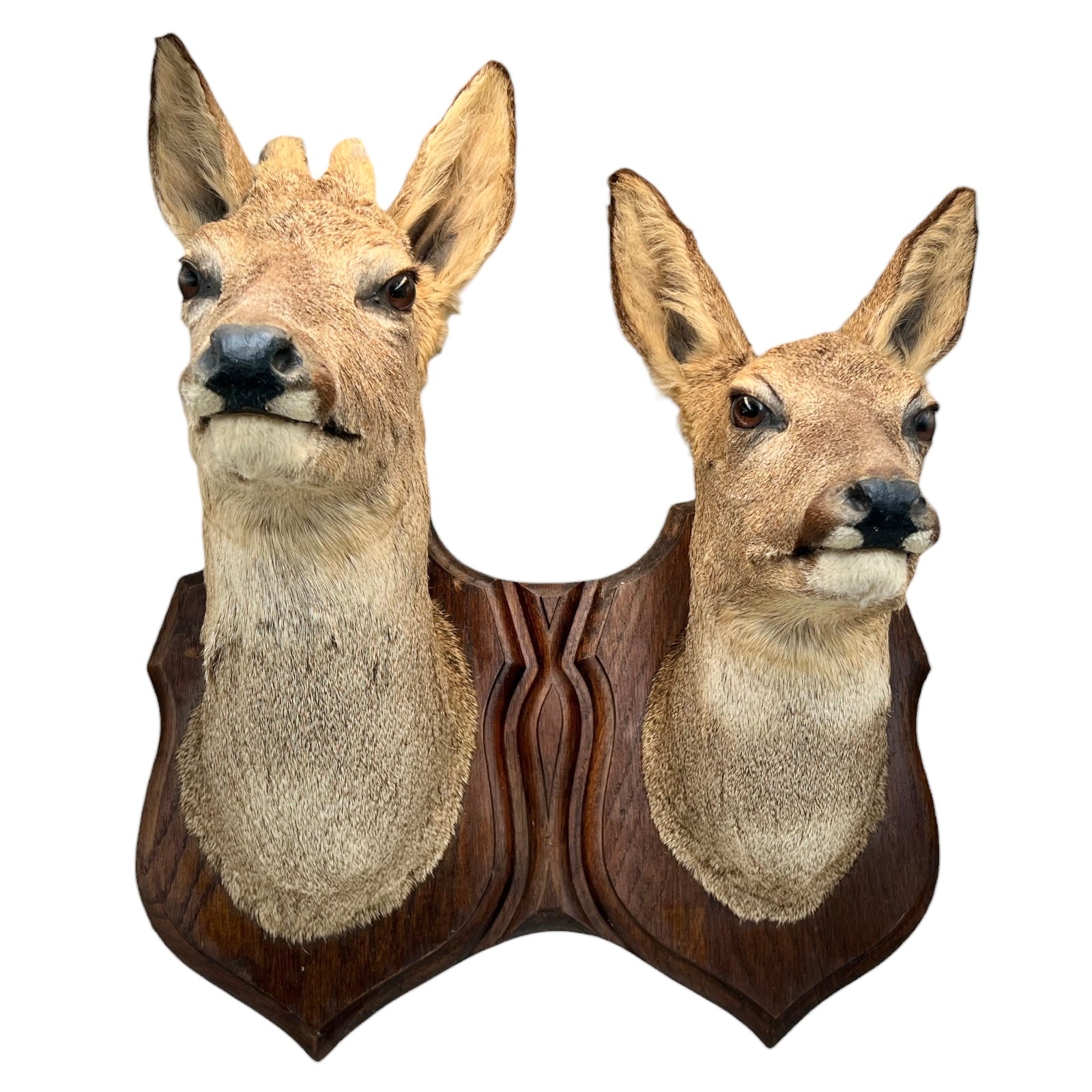 Two deer heads mounted on a wooden plaque against a white background