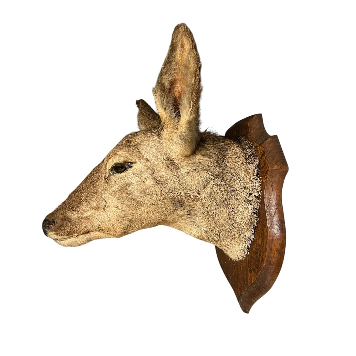Taxidermy deer head mounted on a wooden plaque against a white background