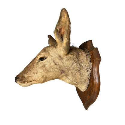 Taxidermy deer head mounted on a wooden plaque against a white background