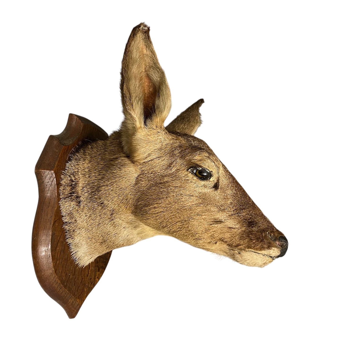 Taxidermy deer head mounted on a wooden plaque against a white background