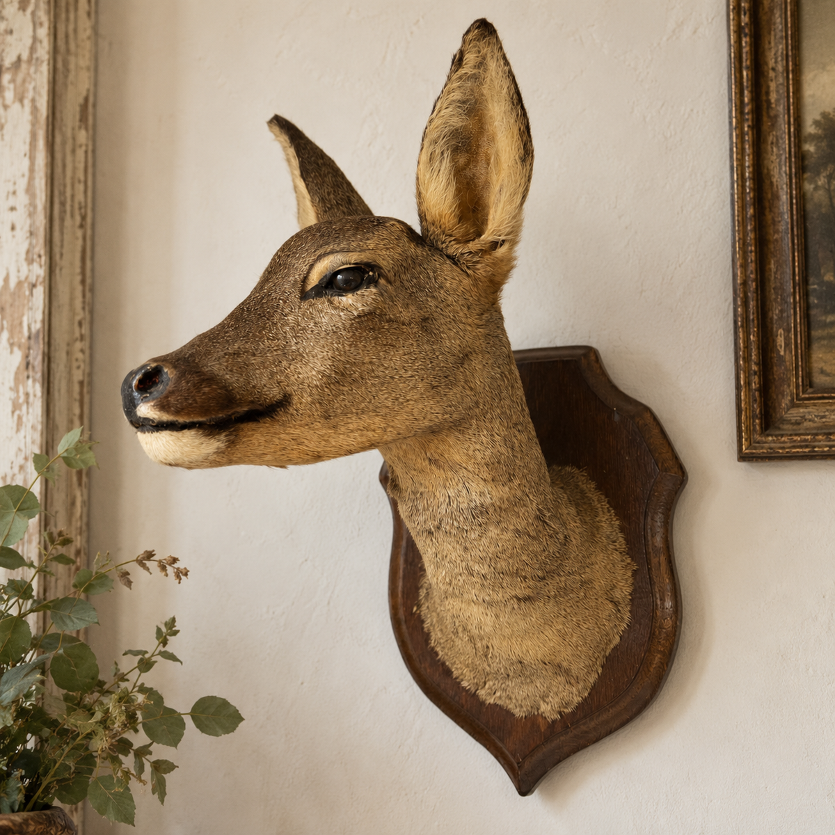 French vintage taxidermy Roe deer head on a wooden plaque mounted on a wall