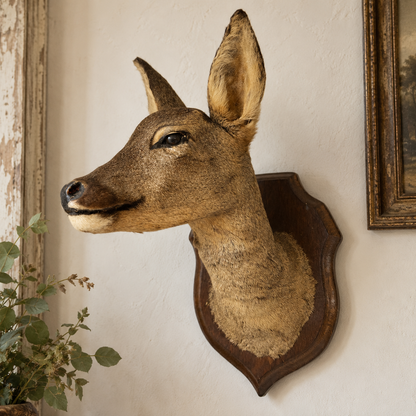 French vintage taxidermy Roe deer head on a wooden plaque mounted on a wall