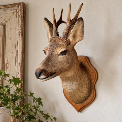 A taxidermy deer head mount with antlers on a decorative wooden plaque, displayed on a textured off-white wall next to a distressed wooden frame and a green ivy plant.