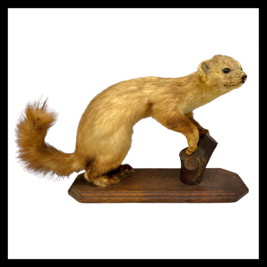 image French taxidermy pine marten sold by All Things French Store
