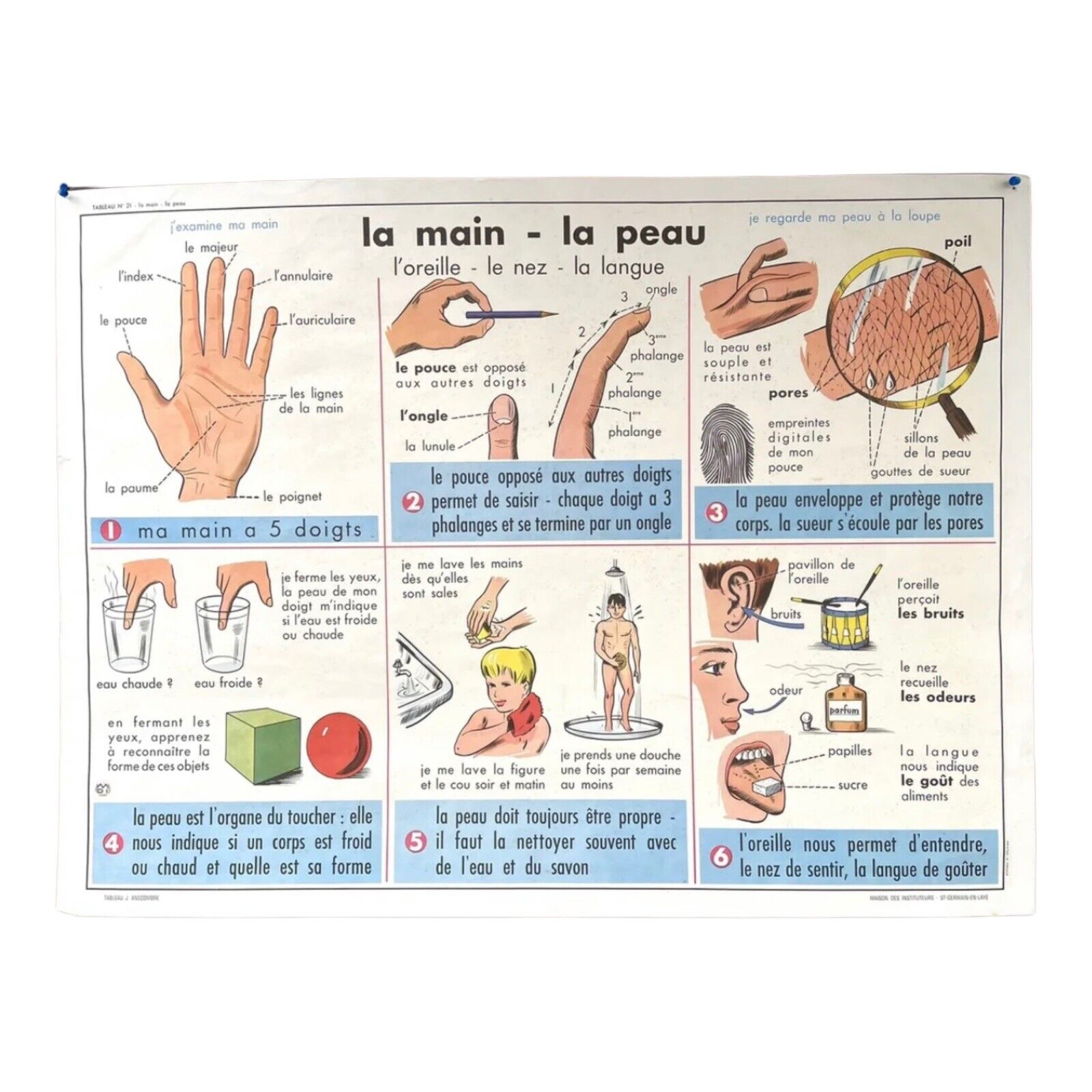 French vintage school biology poster sold by All Things French Store