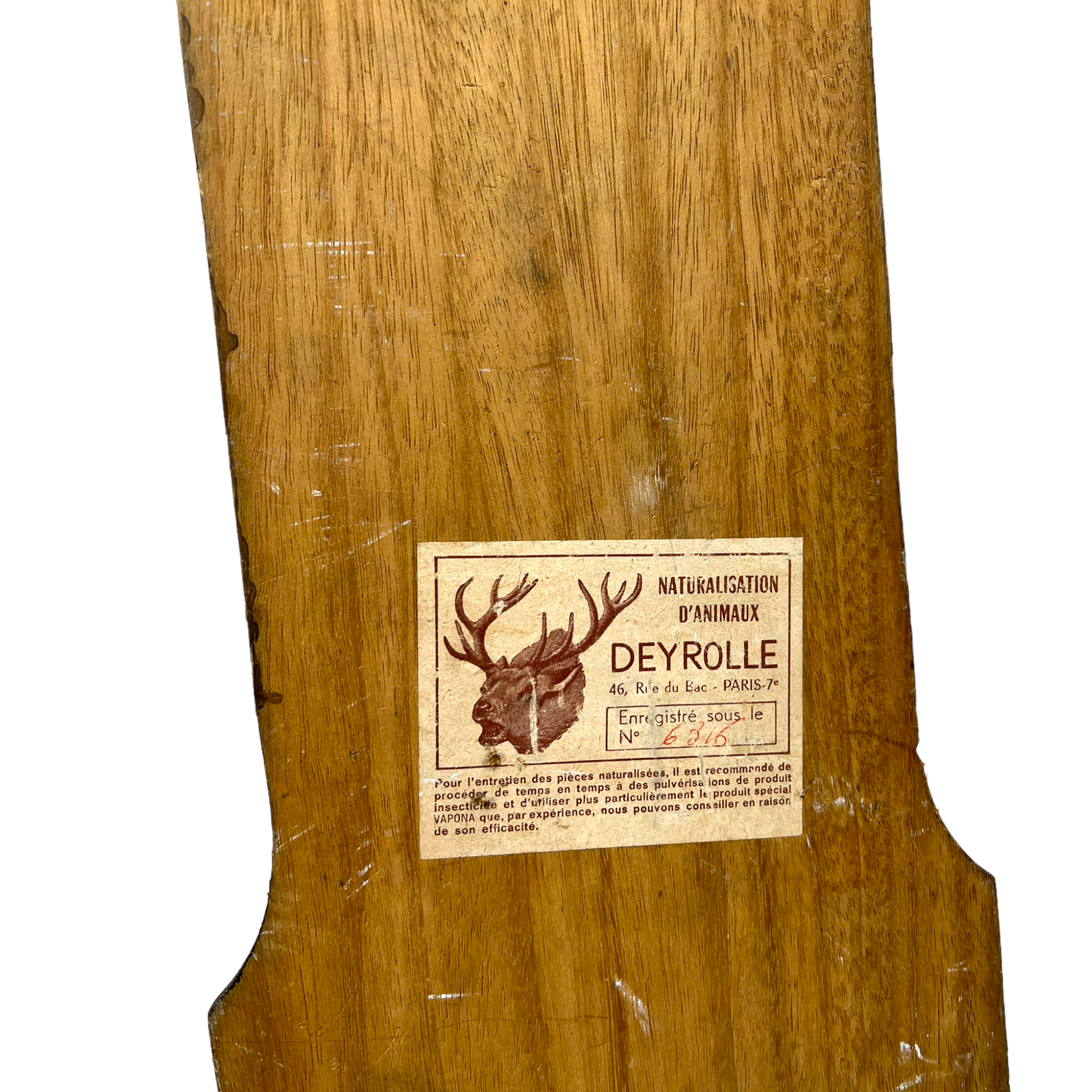 Taxidermy deer leg and hoof hunting trophy  with taxidermist stamp sold by All Things French Store